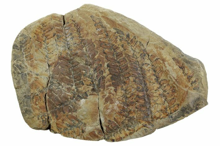 Fern (Pecopteris) Fossil Plate - Mazon Creek #262558